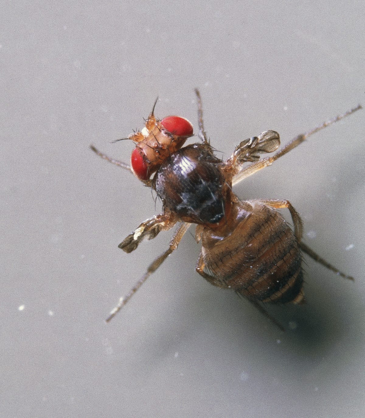 Common Fruit Fly or Vinegar Fly (Drosophila melanogaster), Diptera. (Photo by DeAgostini/Getty Images)