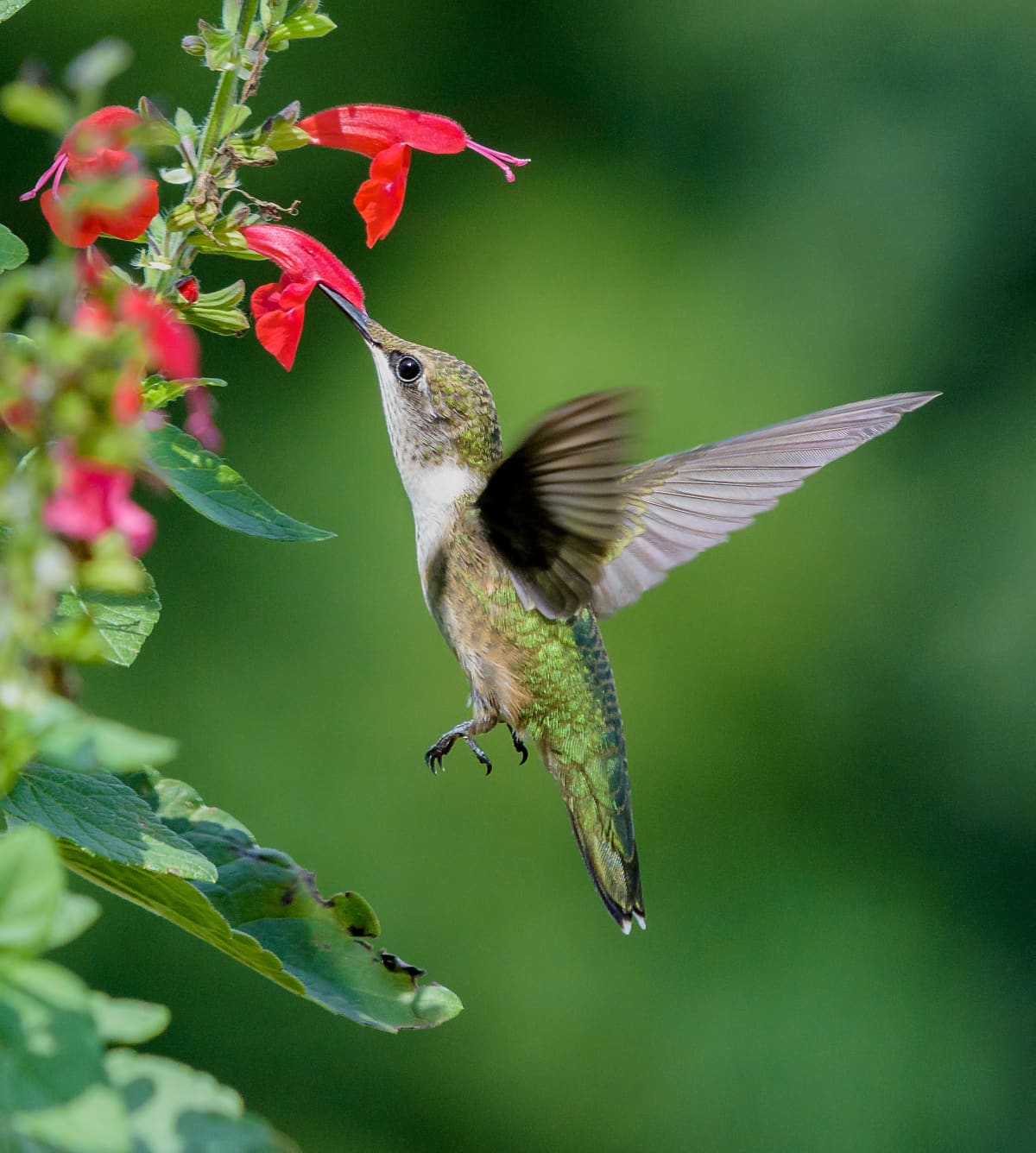 close-up of a hummingbird in flight in costa rica with an insect in its beak.