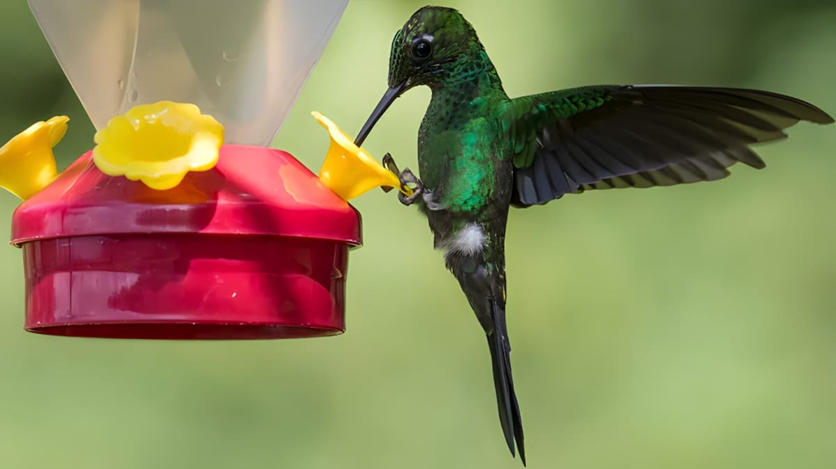 A green hummingbird eating from a feeder
