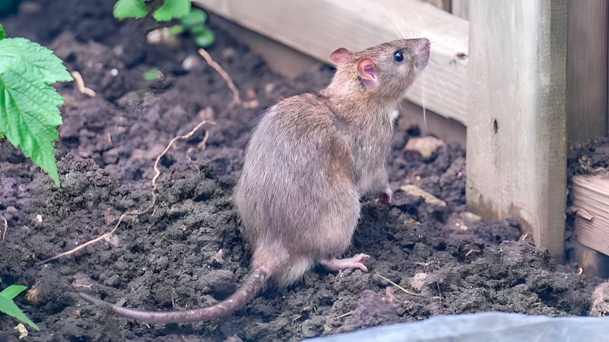 A brown rat in a garden