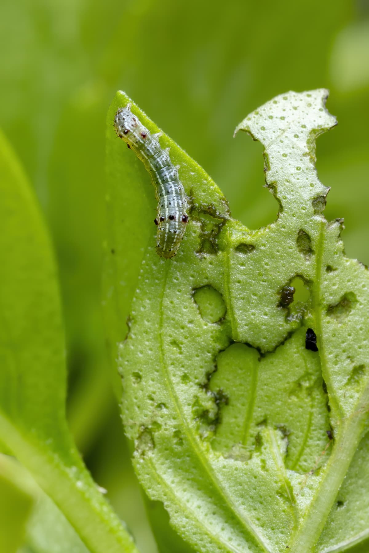 Caterpillar of a Cutworm Moth on a Sweet Basil Plant
