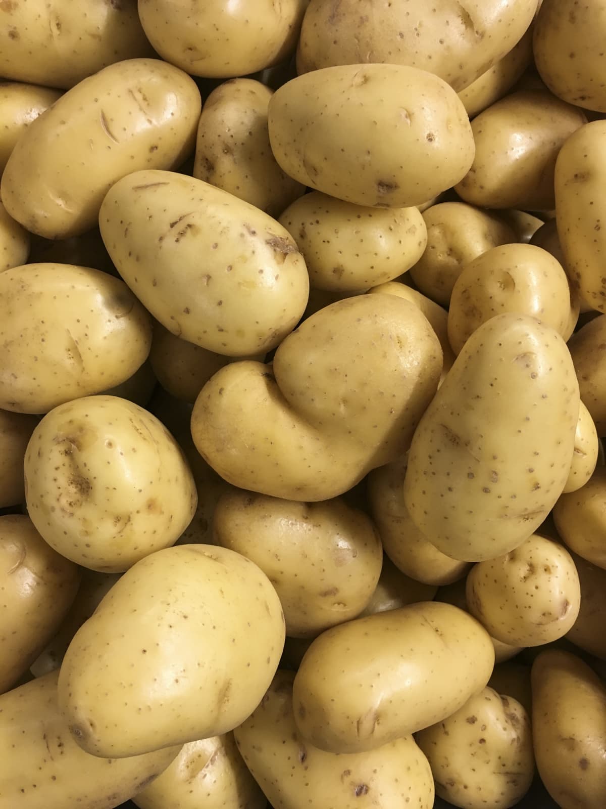 A large quantity of potatoes