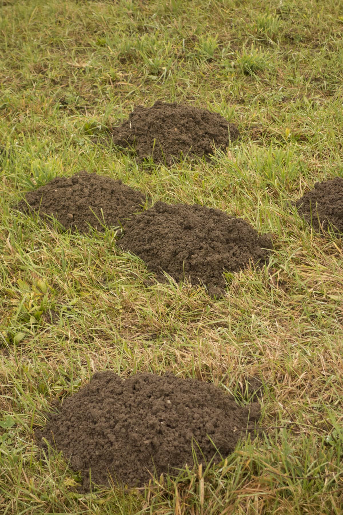 Holes in the ground dug by moles