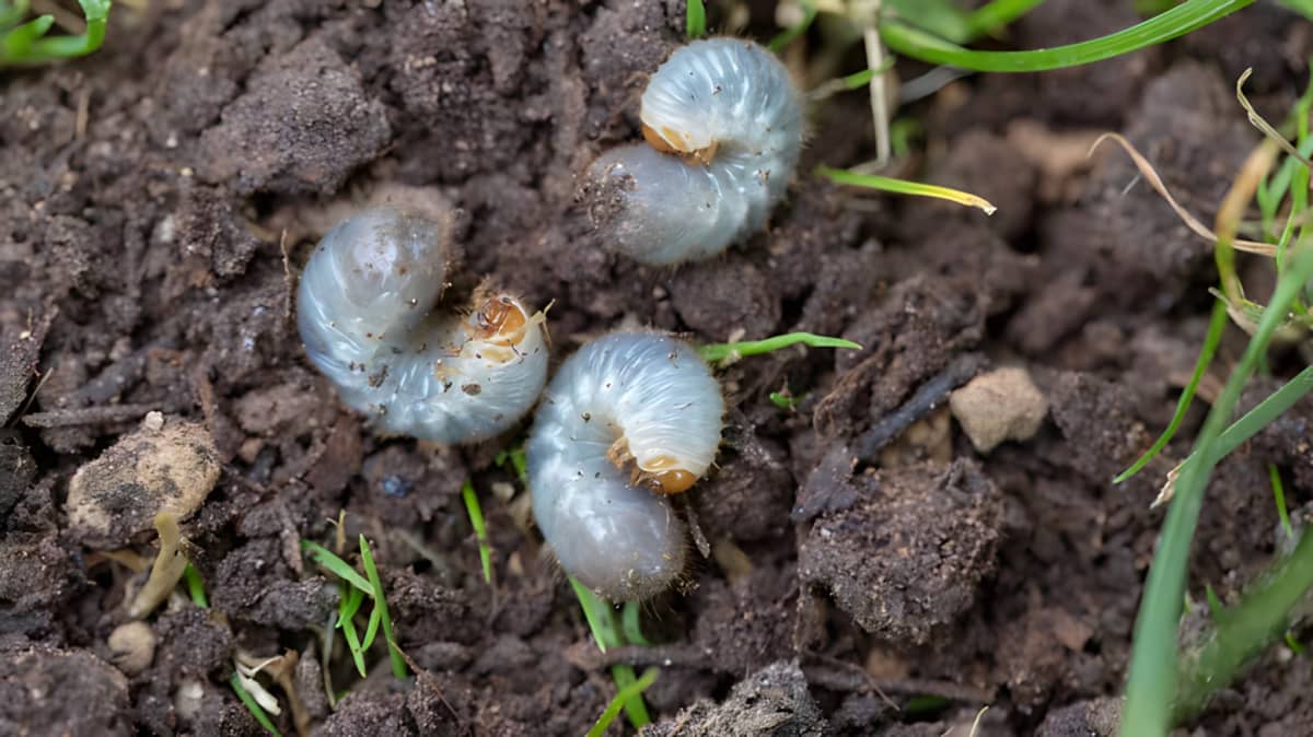 grubs curled up on soil