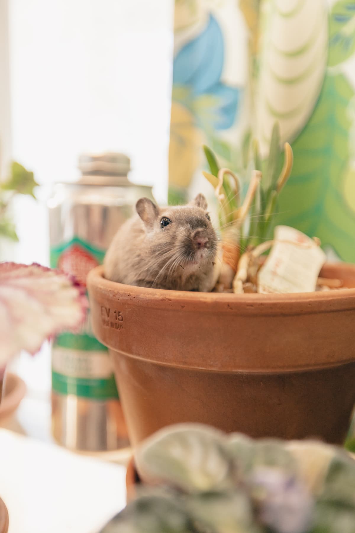 A rat resting in a potted plant