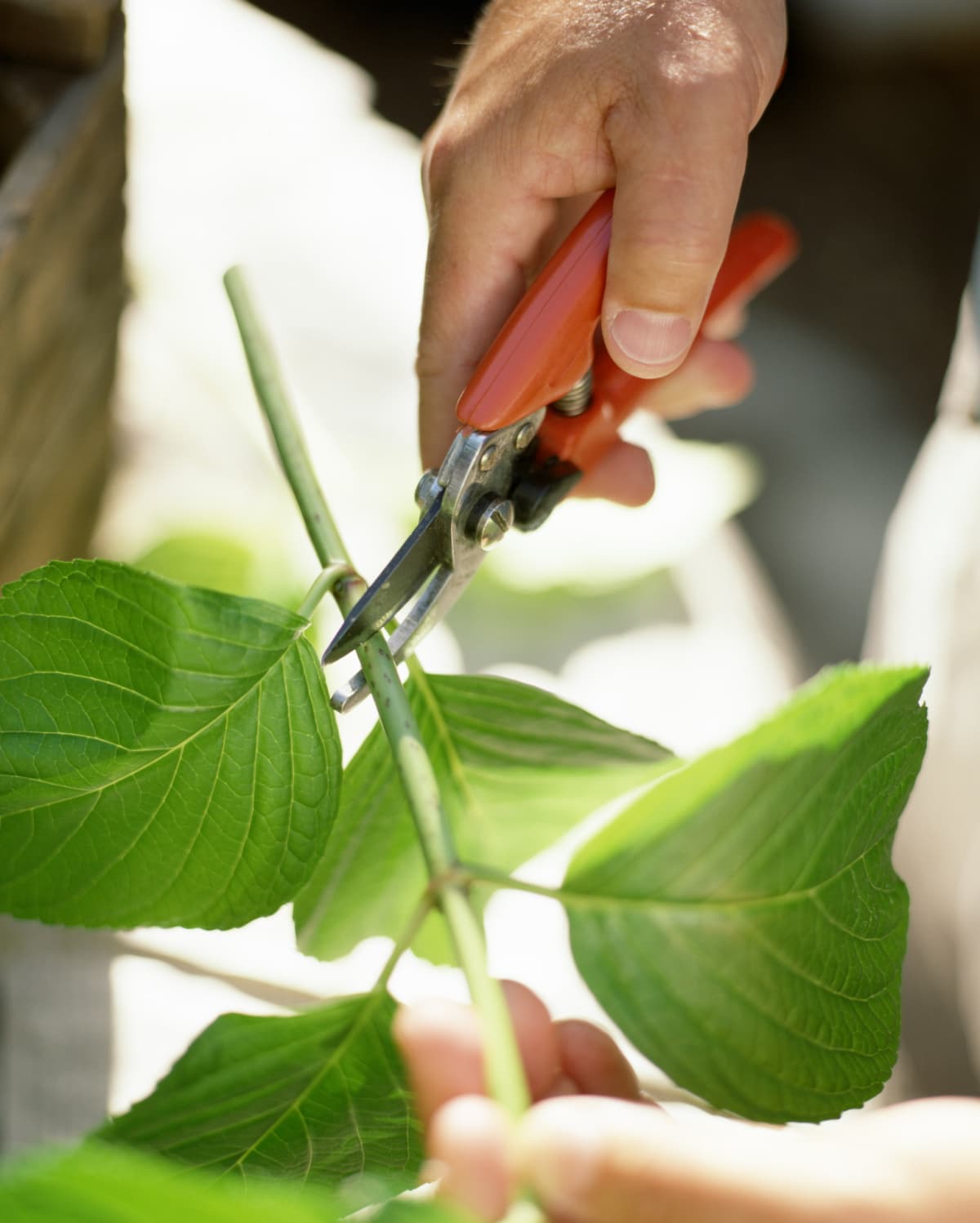 Person pruning a hydrangea