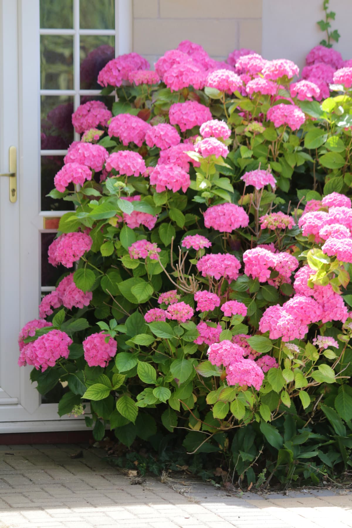 Large hydrangea shrub growing in sunny summer garden covered with large pink flowers