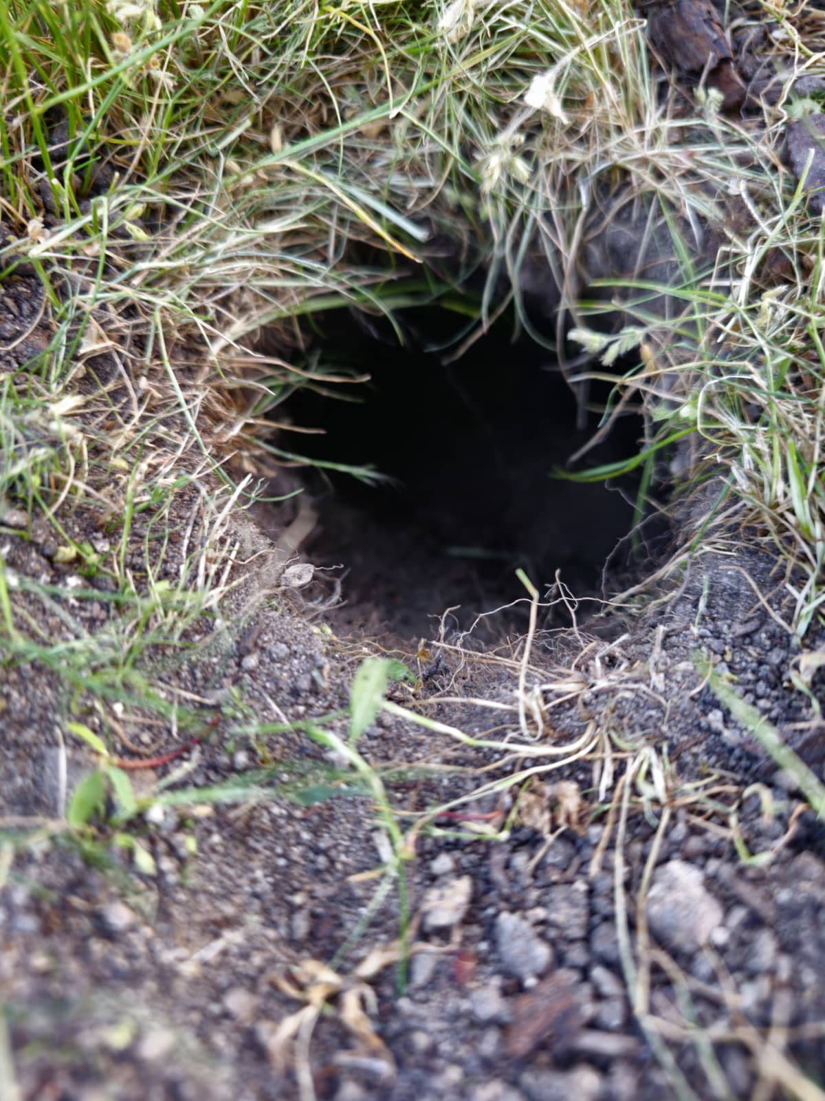 Possible snake hole in a yard