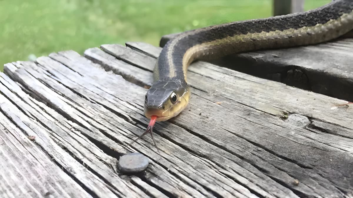 A snake on the deck outside home