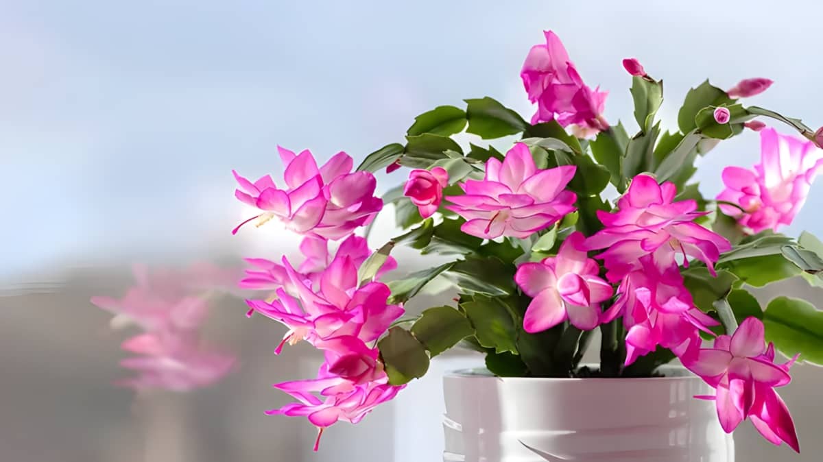 A blooming Christmas cactus in a pot