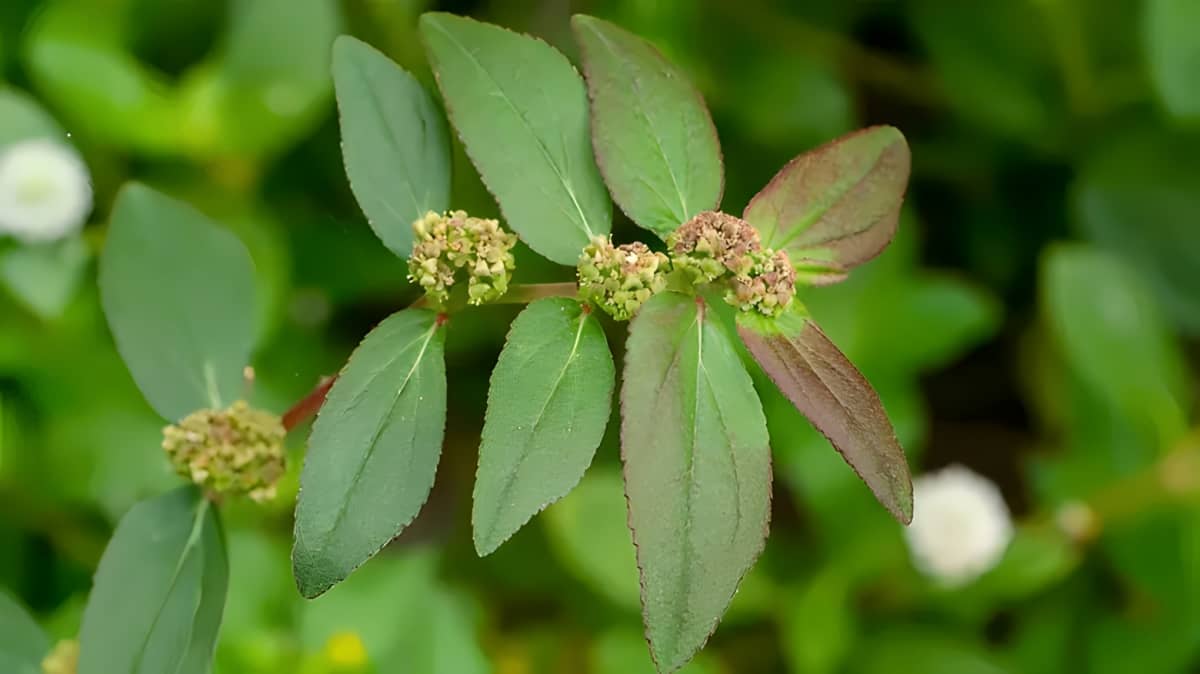 A plant of spotted spurge in the garden