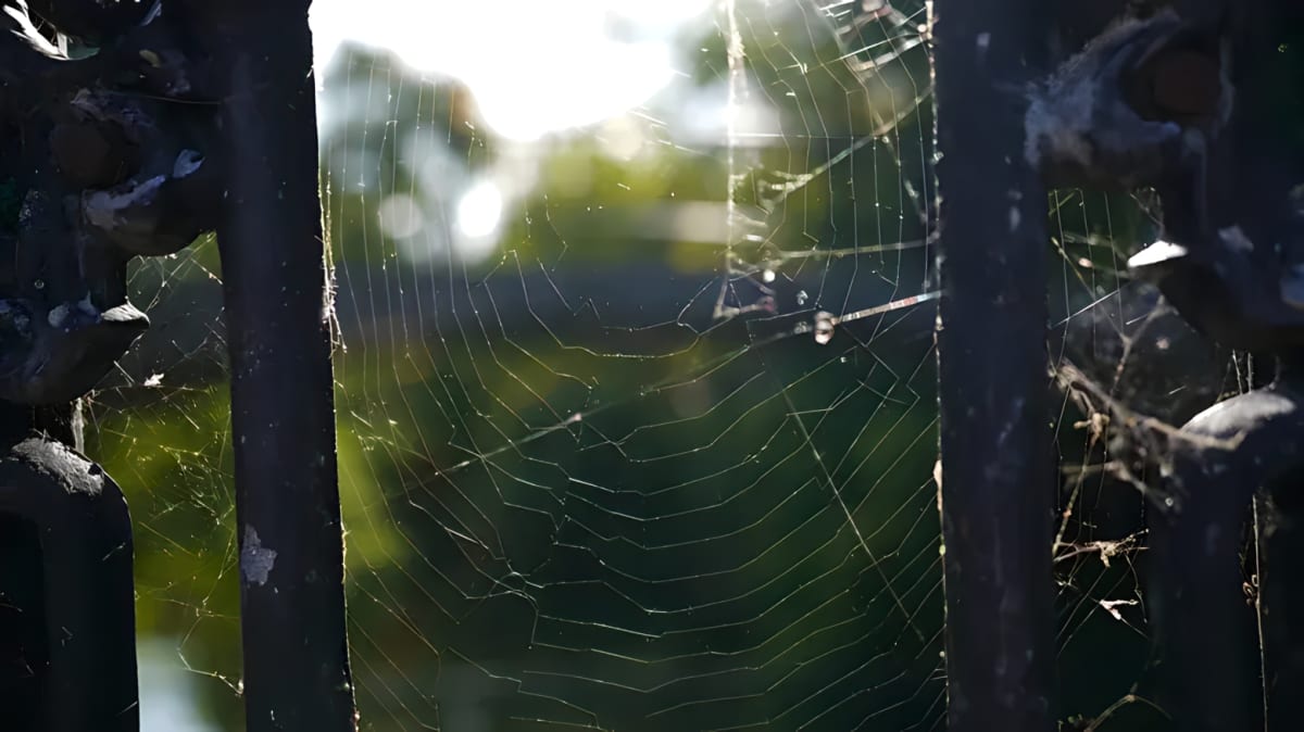 Cobweb in sunlight.