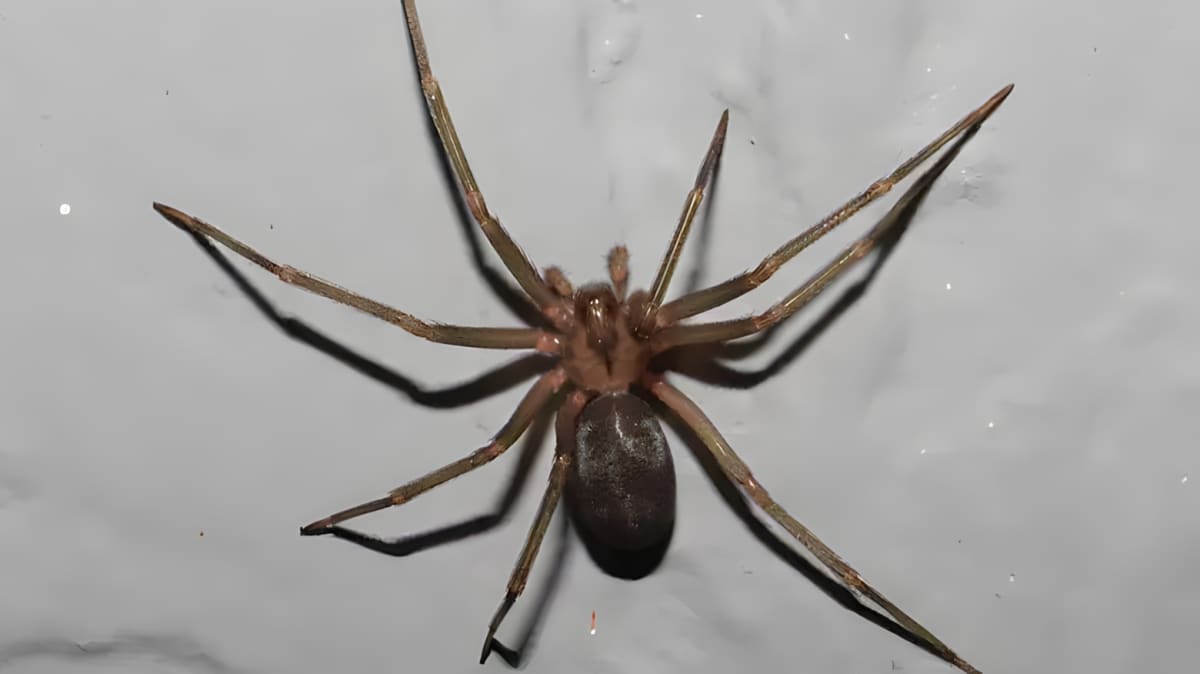 Brown recluse spider crawling up the wall