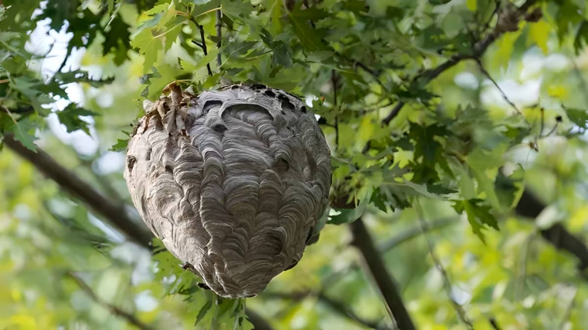 A hornet's nest in the garden