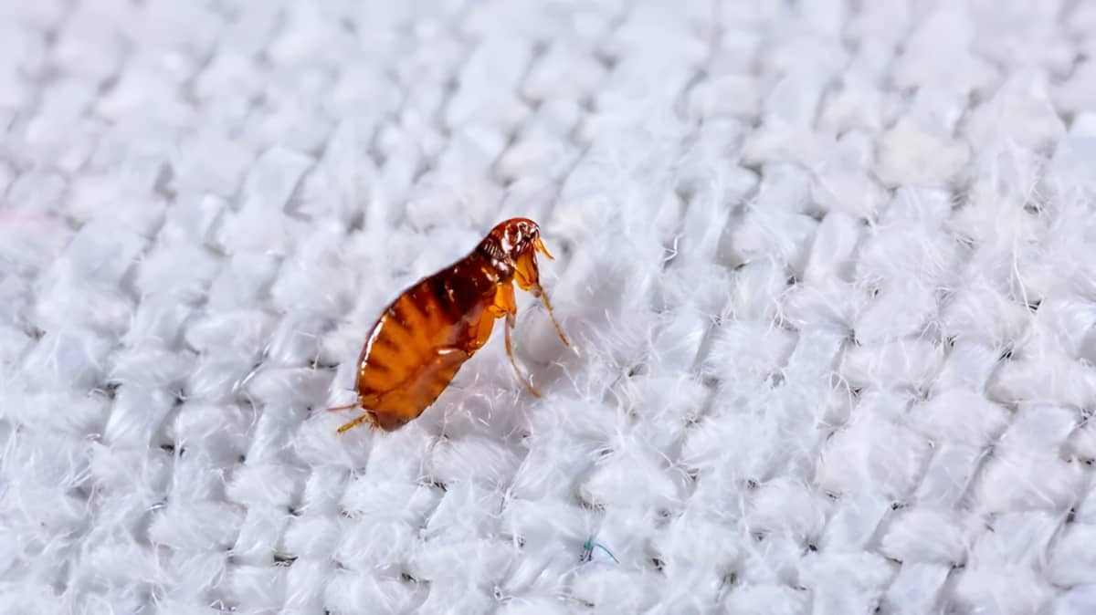 A flea in white fabric