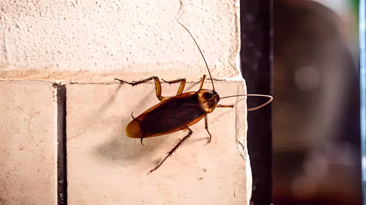 Cockroach on the wall of a home