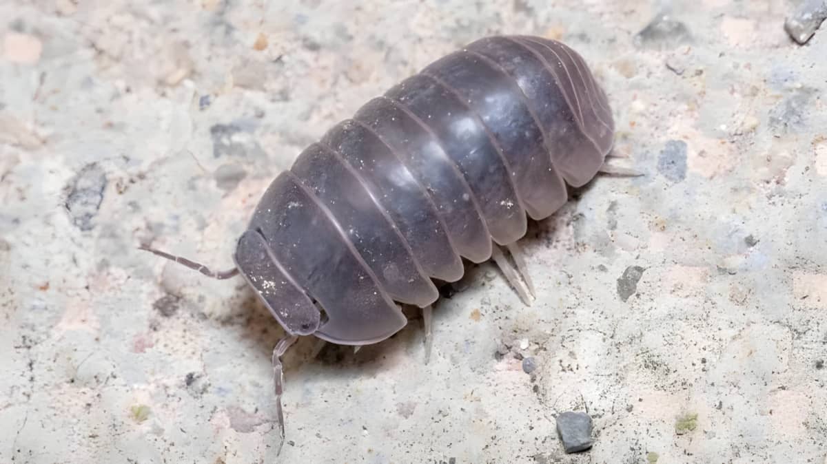A roly-poly bug on the ground