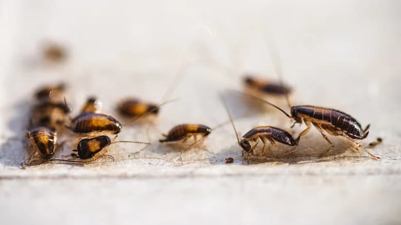 Grab These Kitchen Ingredients To Naturally Banish Roaches