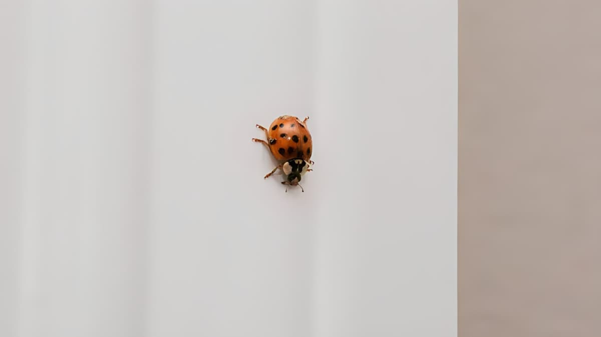 Asian lady beetle on the wall.