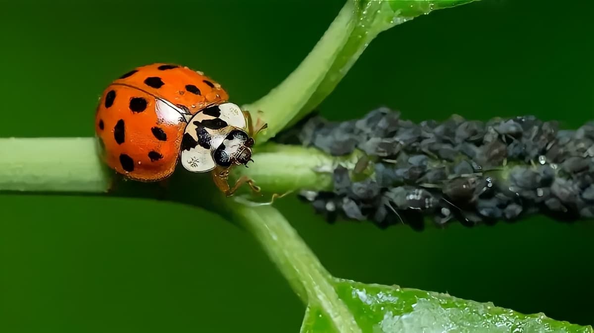 Asian lady beetle and aphids on a plant