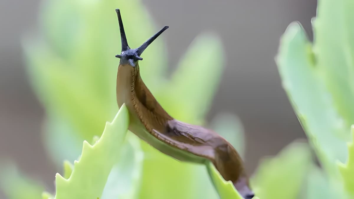 A slug on a plant