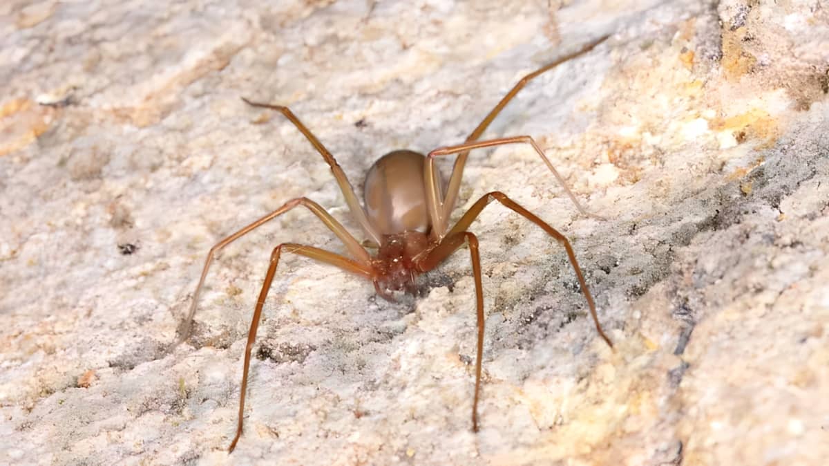 Brown recluse spider on a concrete surface