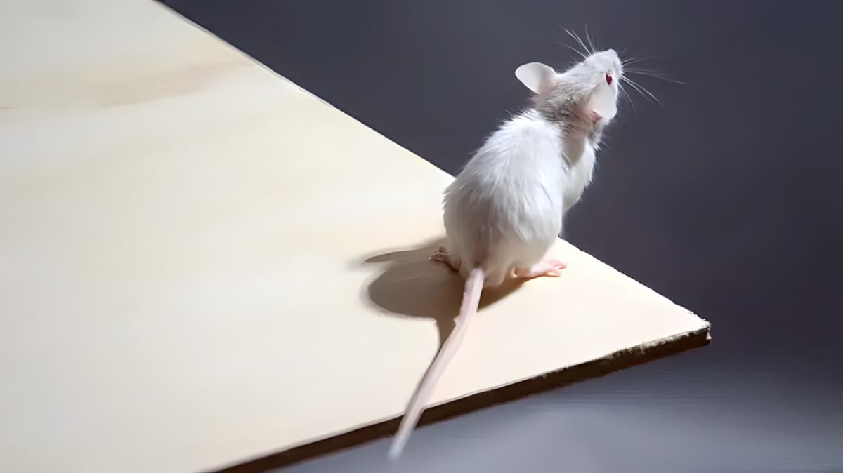 Mouse on the edge of a table