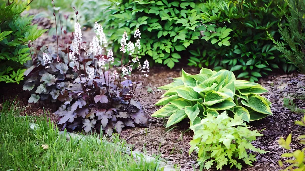 Hosta and other plants in the garden