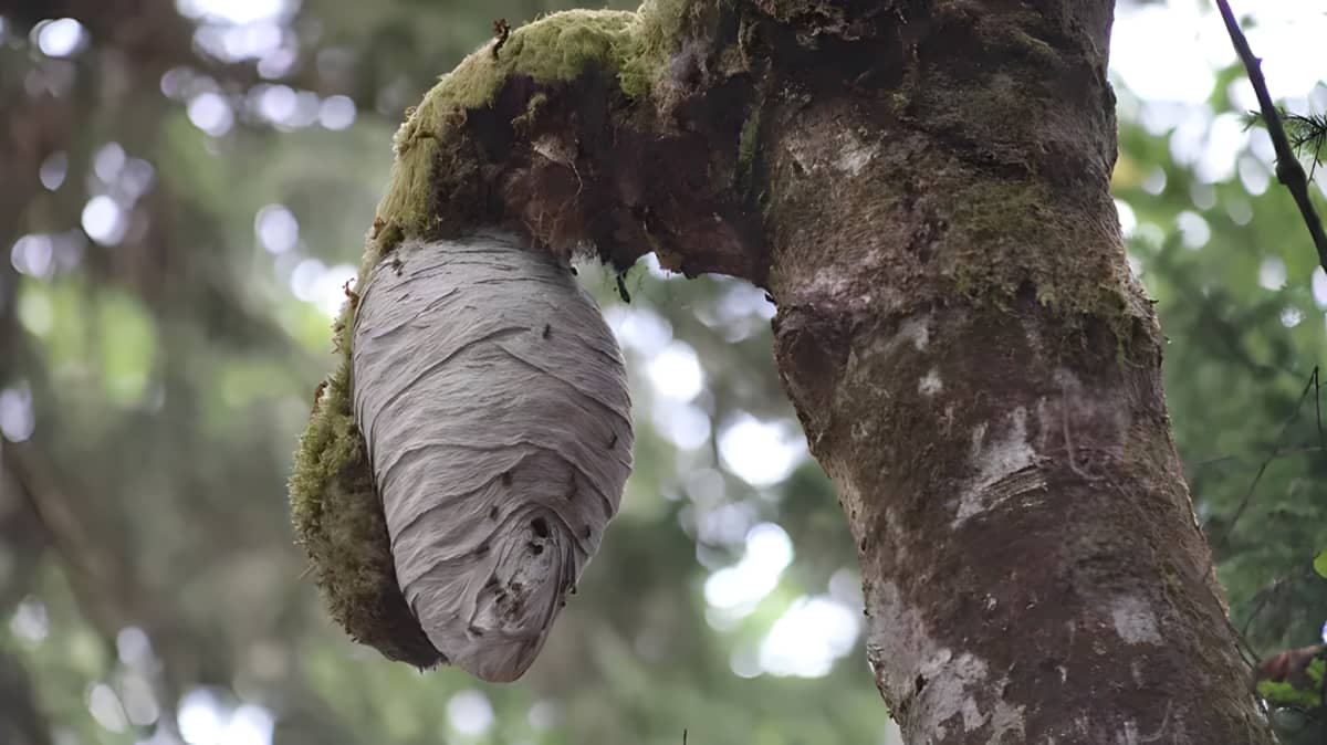 A hornet's nest on a tree