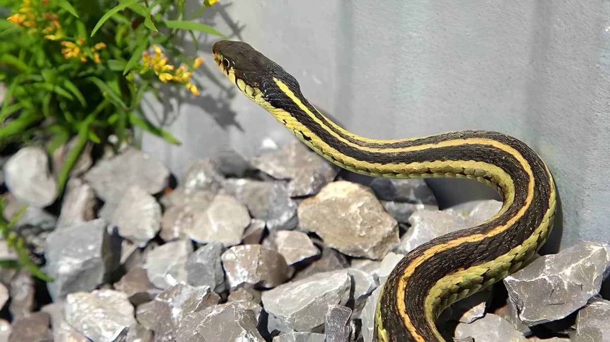 Snake slithering in gravel near a home