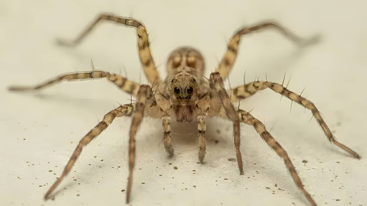 A wolf spider in home
