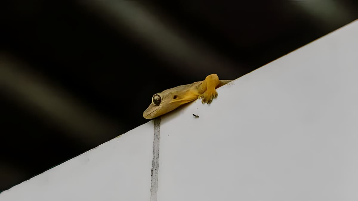 A gecko on the wall