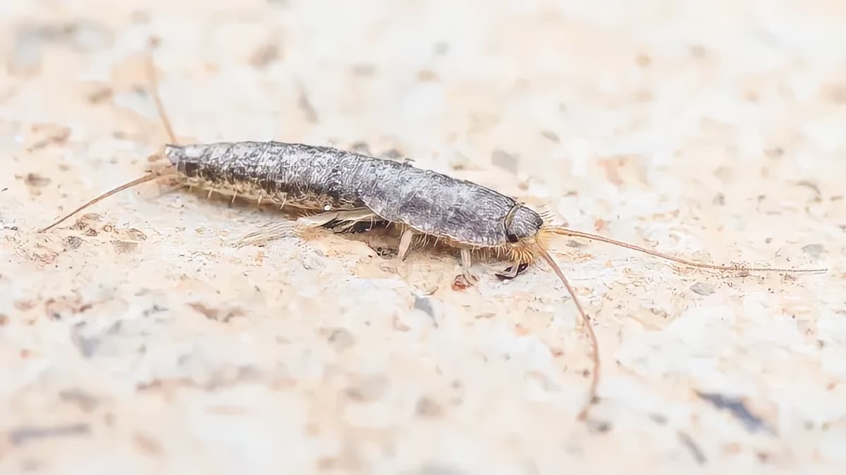A silverfish crawling on the floor