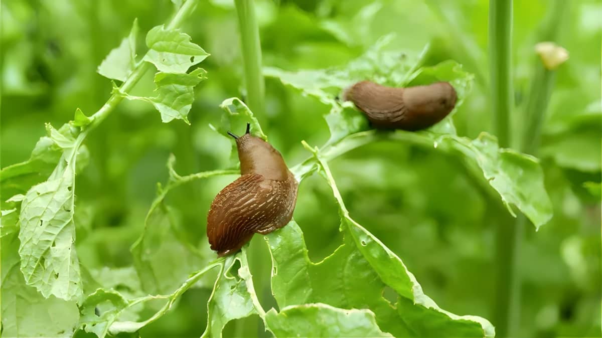 Slugs perched on a plant