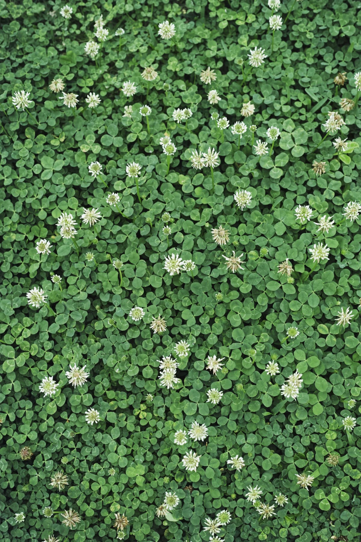A thriving clover lawn