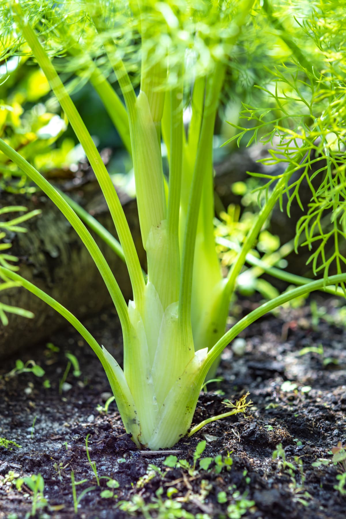 A fennel plant growing in soil