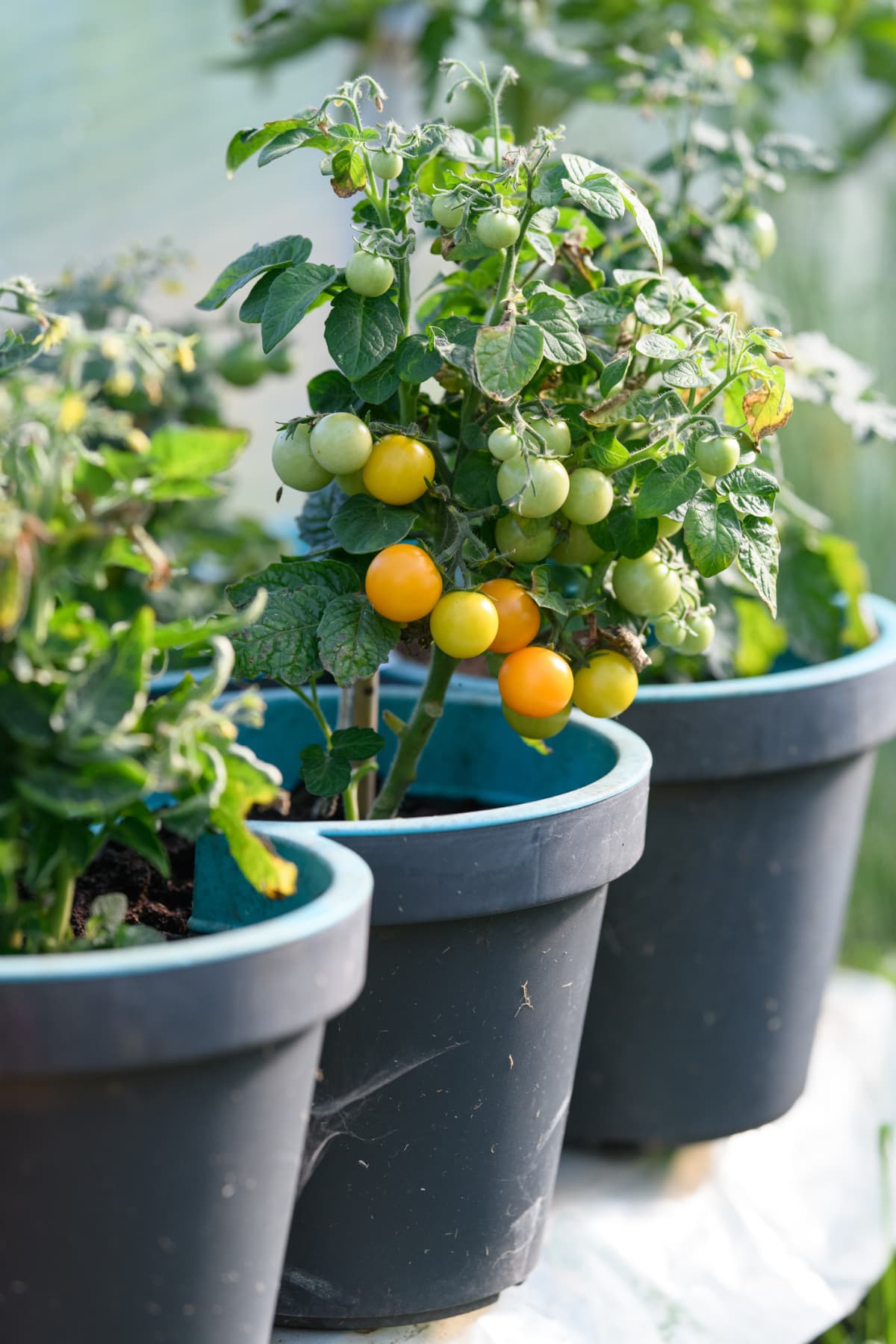 Potted tomato plants with fruits in the ripening process