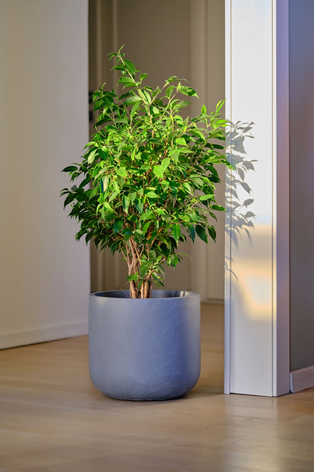 A gray planter containing a plant