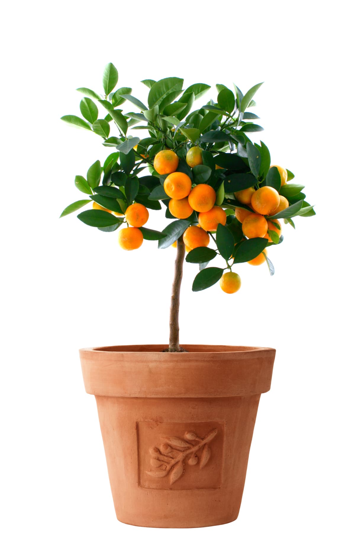 An orange tree growing in a pot