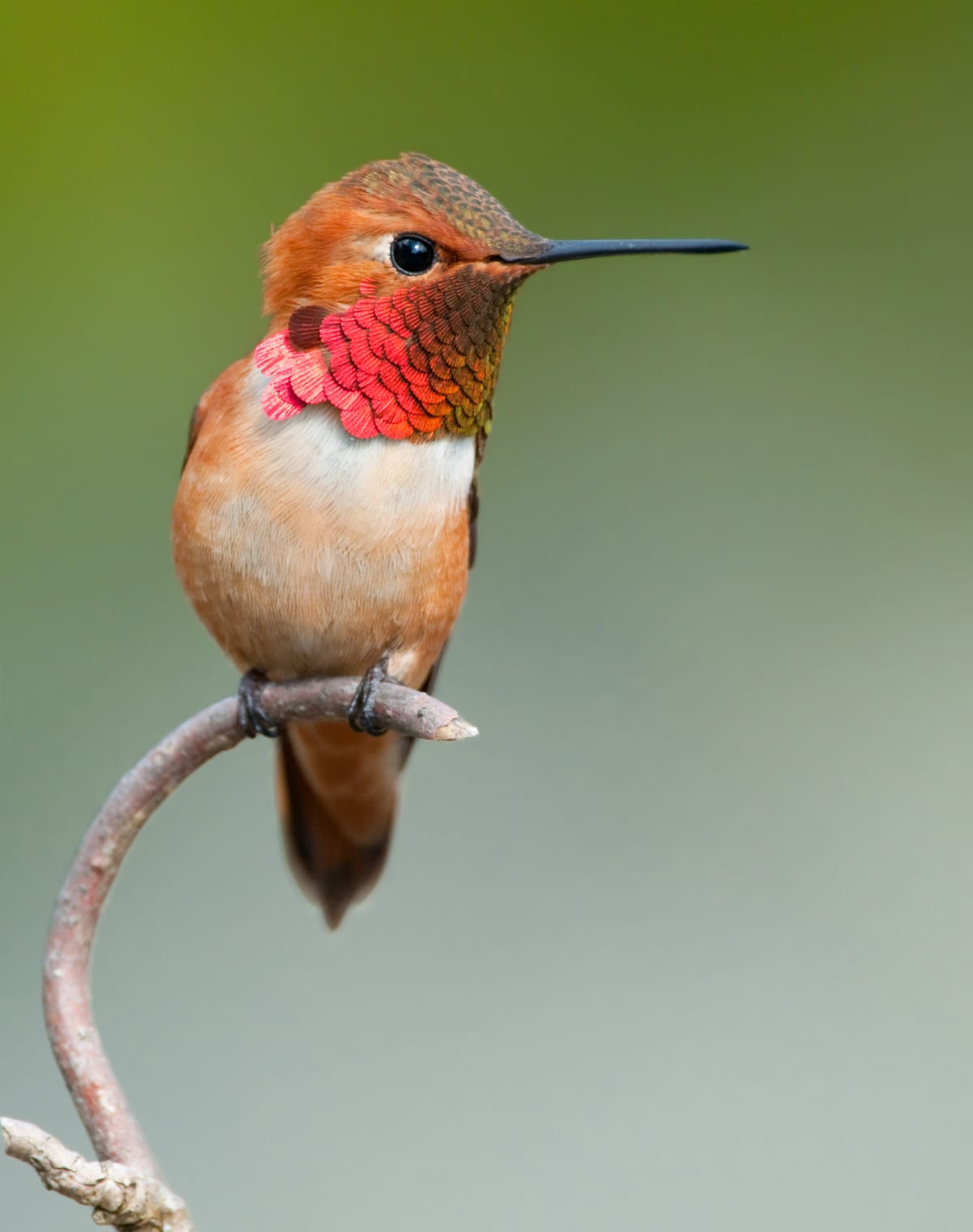 A hummingbird perched on a twig