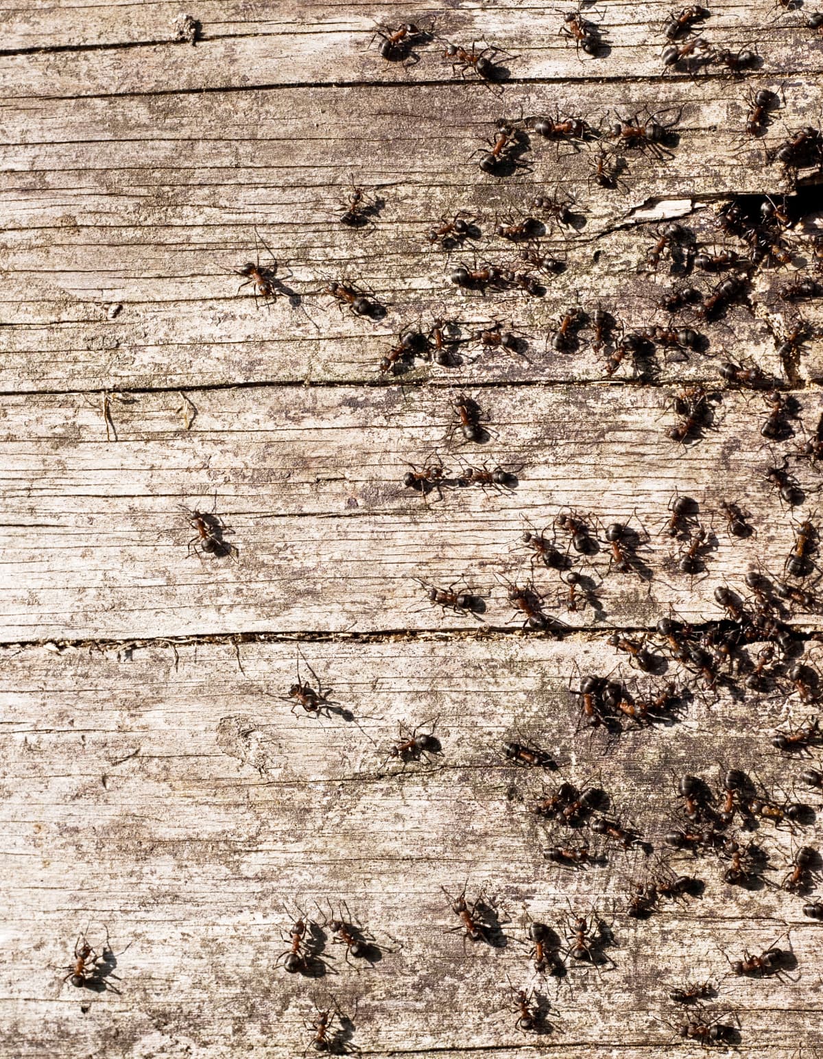 Ants in a forest on old timber