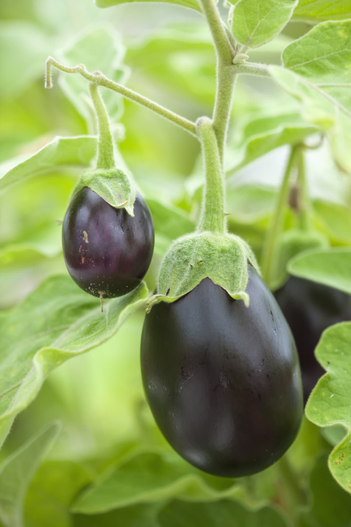 Close-up of hanging eggplant