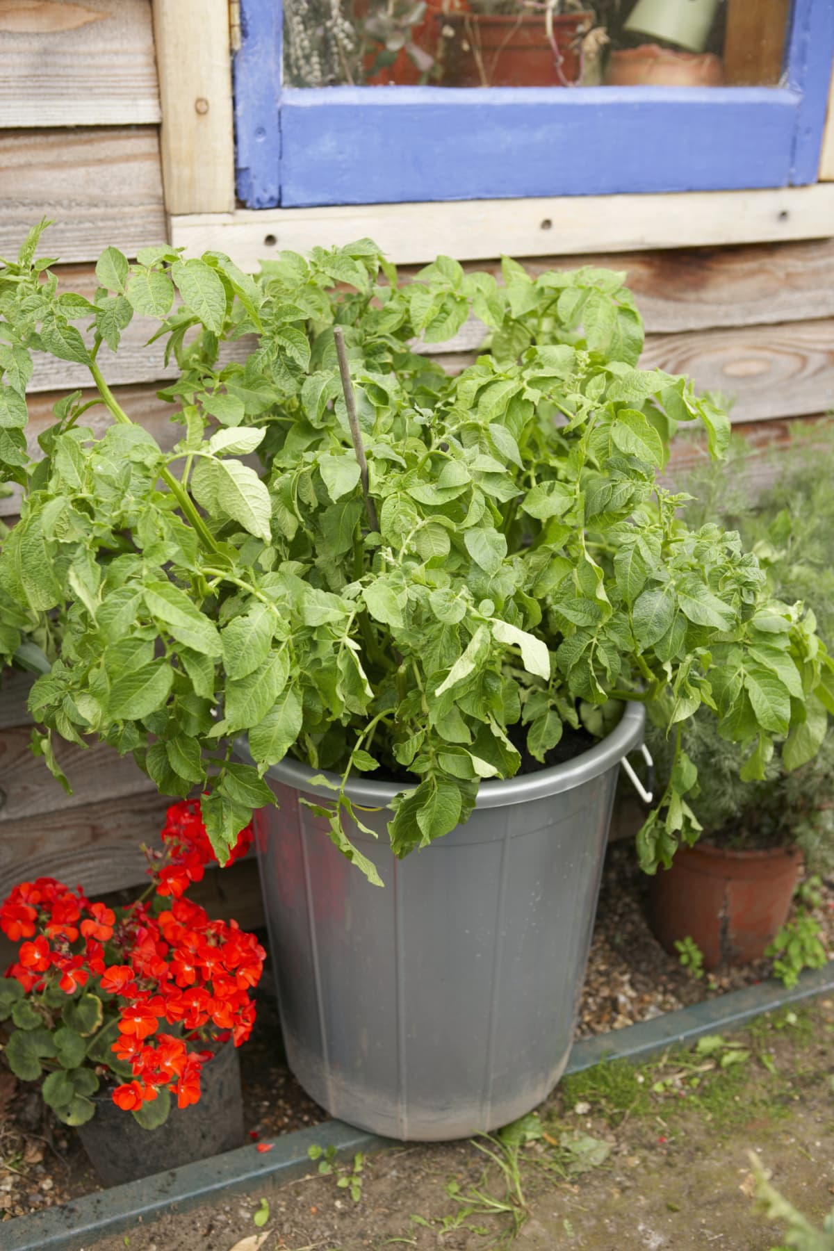 A fully grown potato plant in the pot