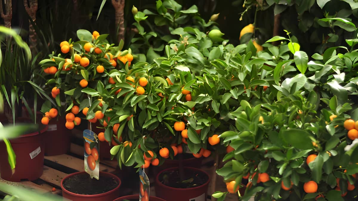 Mini orange trees in pots