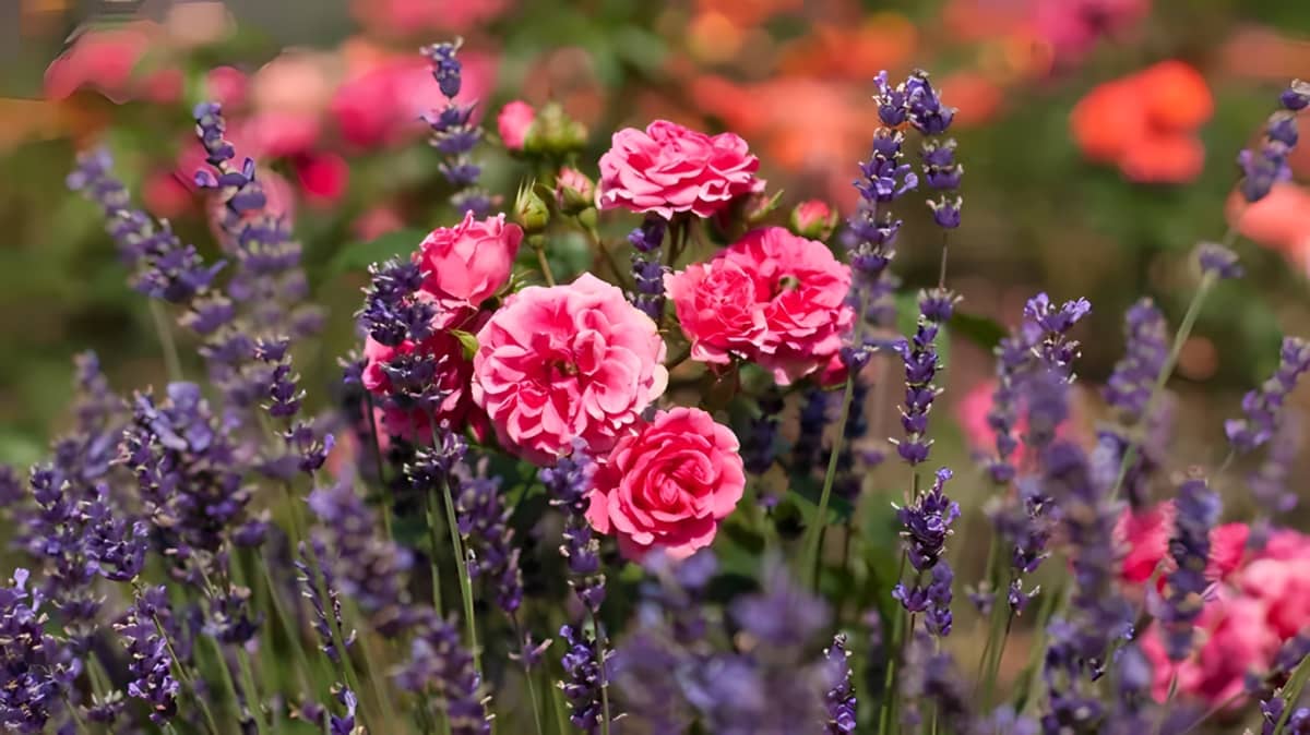 Roses and lavender in a garden