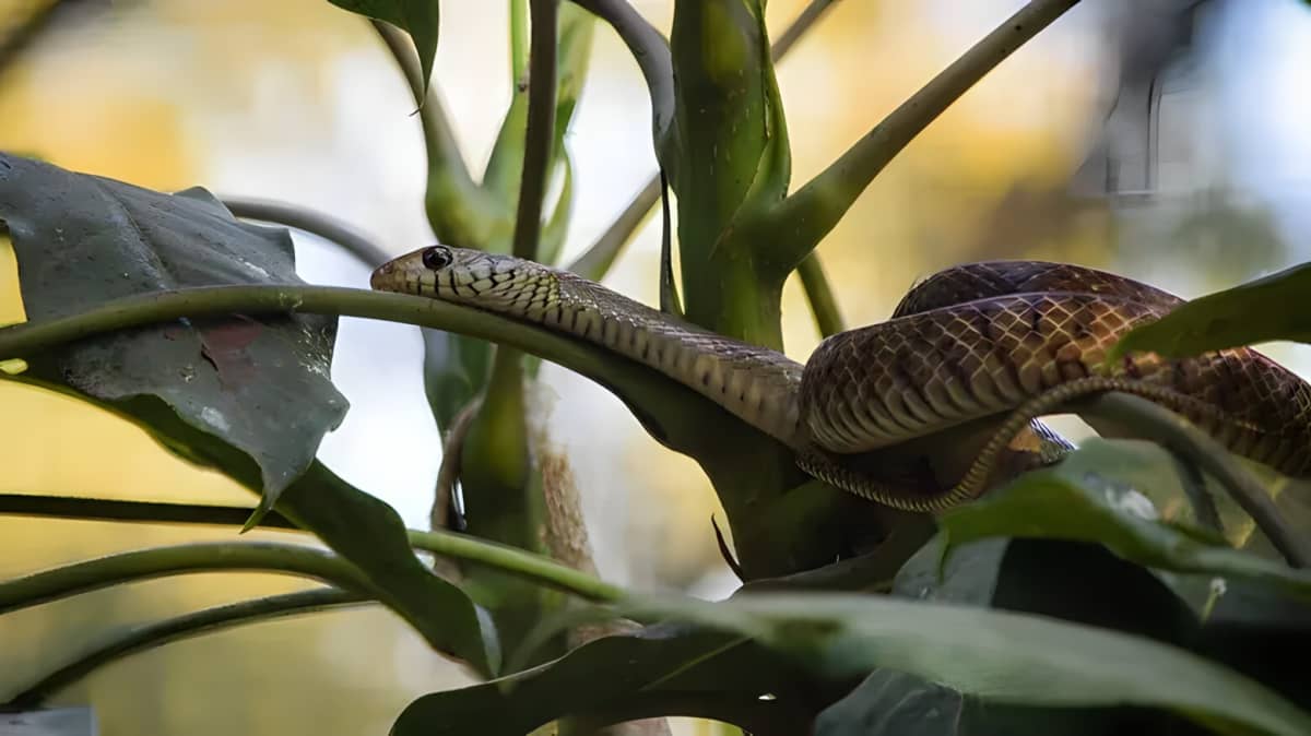 A snake on a garden plant
