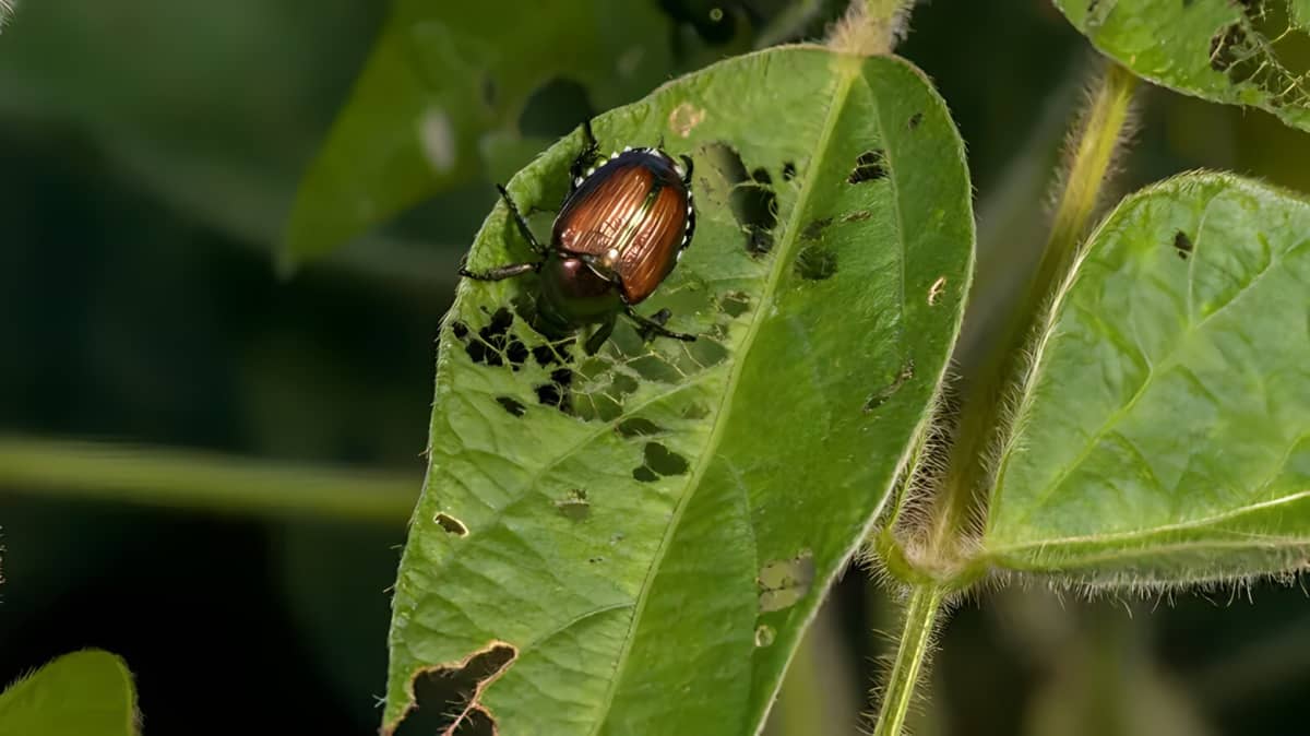 Japanese beetle on a plant