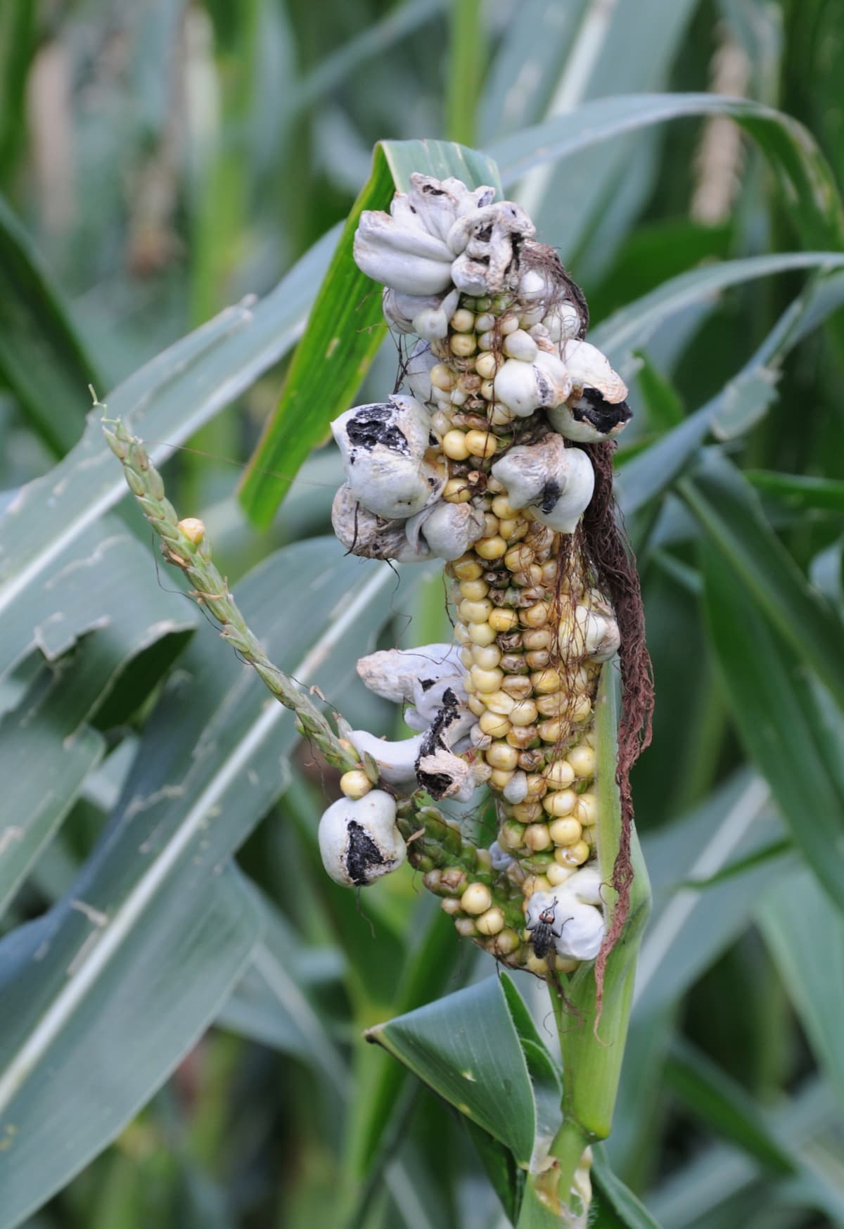 Huitlacoche growing on an ear of corn