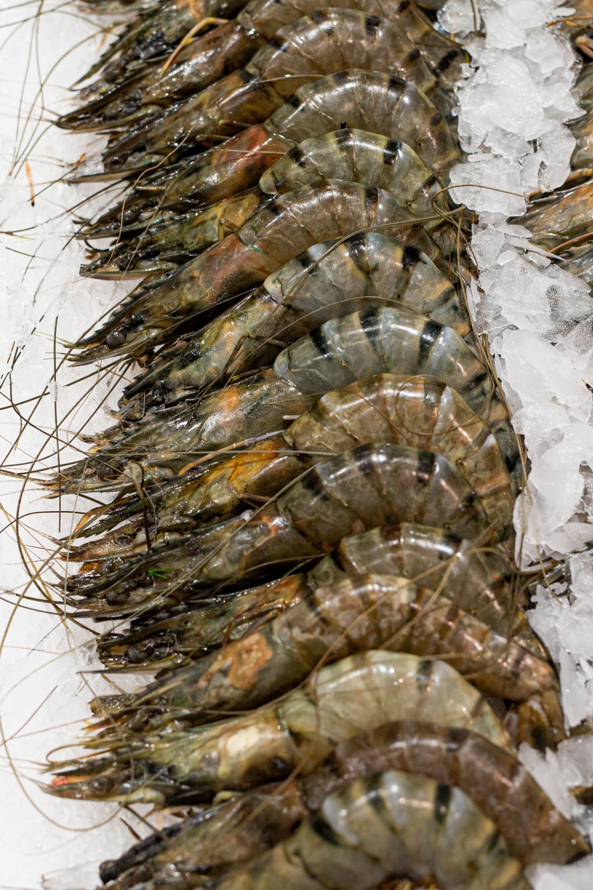 Raw shrimp on display at a food market. 