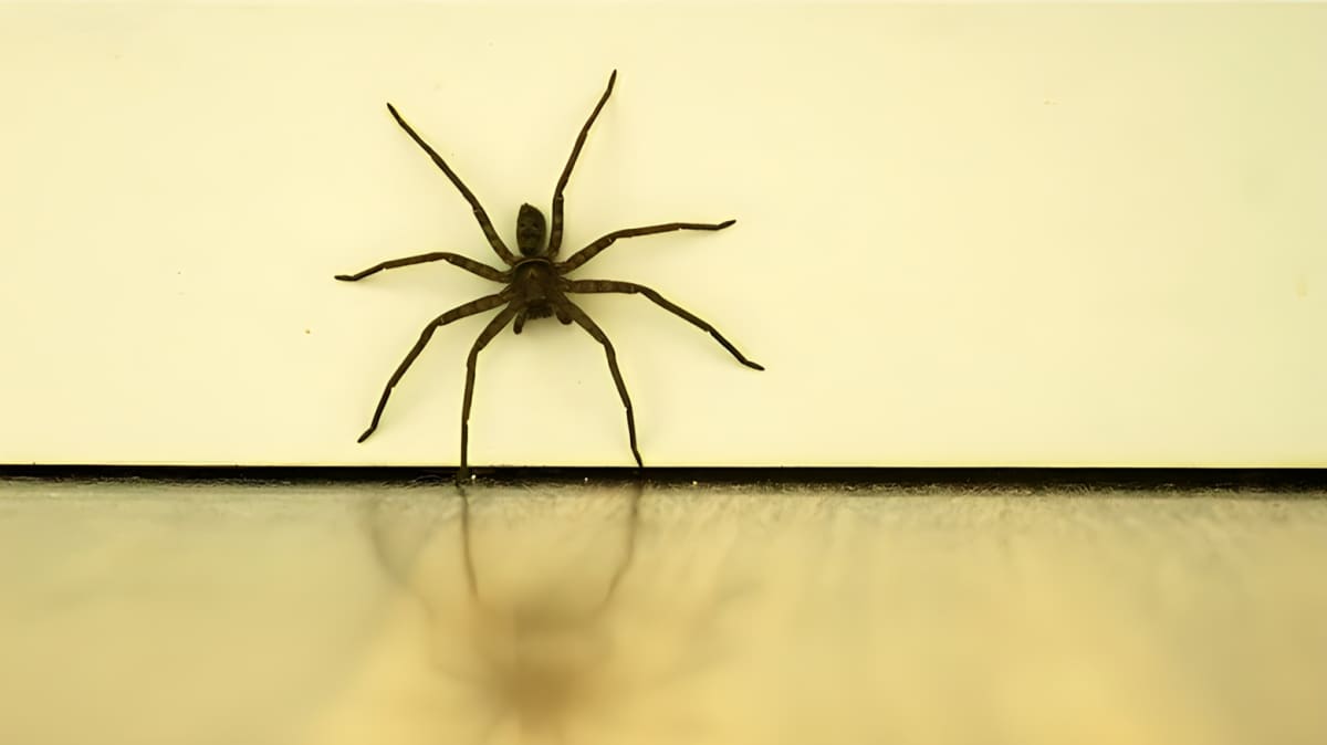 A spider crawling down a wall.